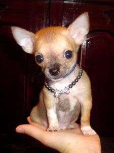 Chihuahua Chihuahua