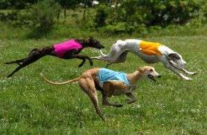 Galgo Inglês - Cachorro de Corrida Galgo Inglês - Cachorro de Corrida