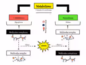 fases metabólicas: anabolismo e catabolismo