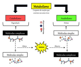 fases metabólicas: anabolismo e catabolismo