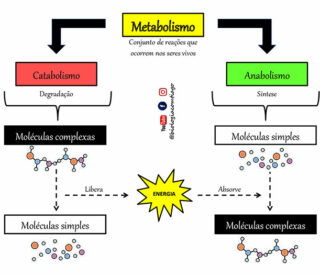 fases metabólicas: anabolismo e catabolismo