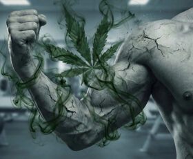 influência da maconha na hipertrofia muscular e resultados na musculação