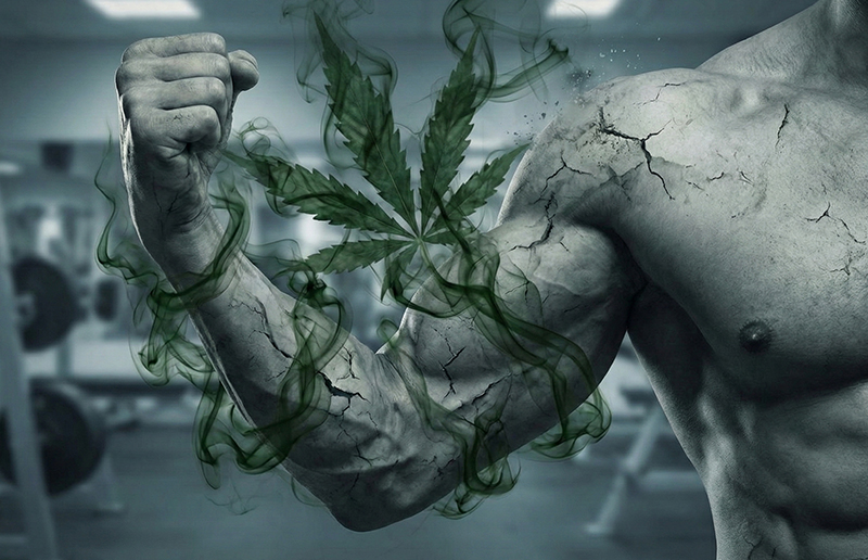 influência da maconha na hipertrofia muscular e resultados na musculação