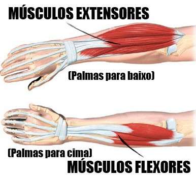 anatomia dos músculos do antebraço