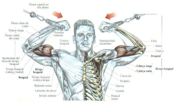 anatomia dos músculos do bíceps