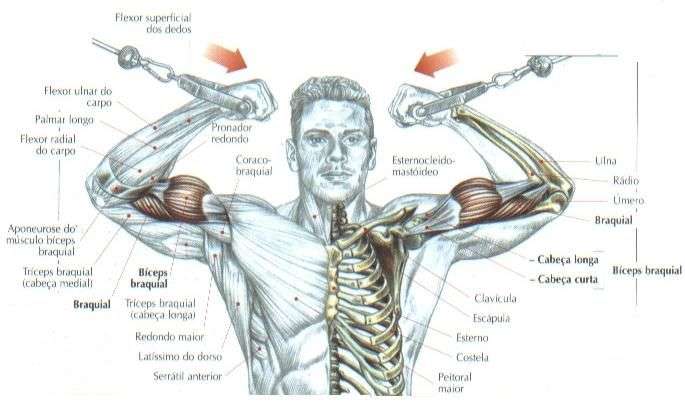 Treino peito com bíceps ou tríceps? 💪🏼 Para mais informações sobre m