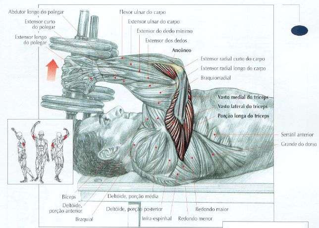 anatomia dos músculos do tríceps
