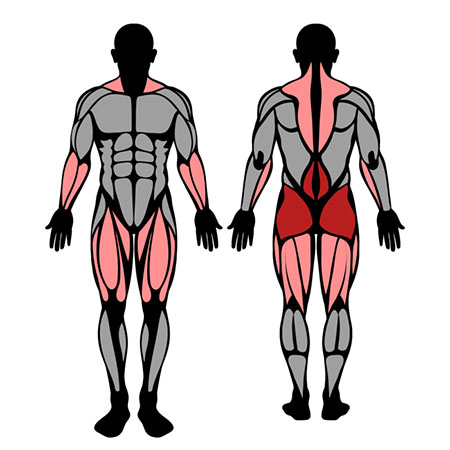 musculos usados durante o levantamento terra