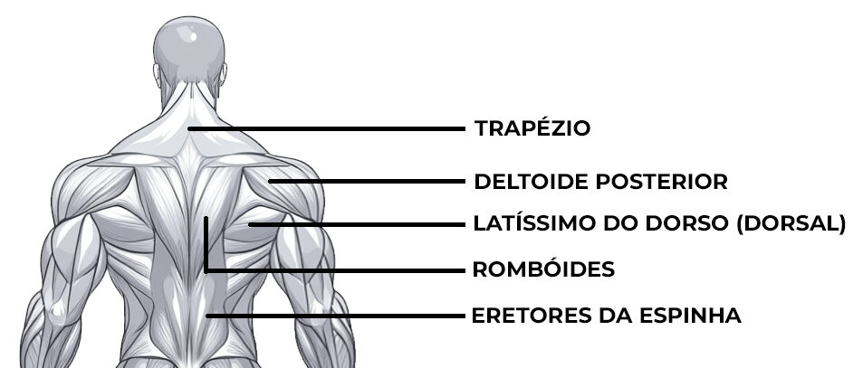 ilustração mostrando os músculos recrutados durante o exercício remada curvada