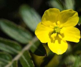 tribulus terrestris funciona e aumenta testosterona ?
