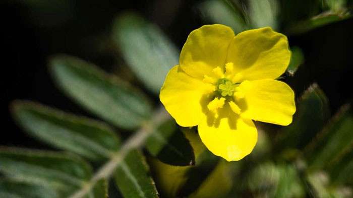 tribulus terrestris funciona e aumenta testosterona ?