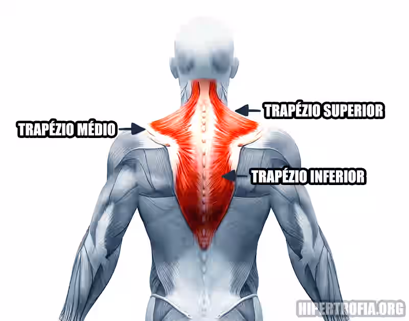 anatomia do músculo trapézio no contexto da musculação e seus exercícios