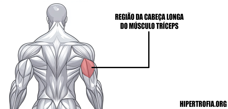 ilustração 2d mostrando onde fica a região da cabeça longa do tríceps