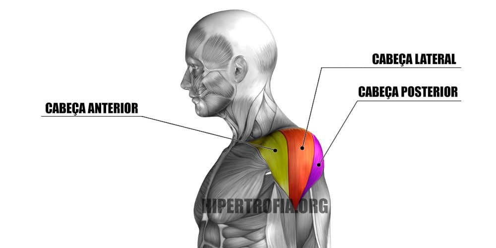 anatomia das três cabeças do deltoide que são recrutadas durante o exercício desenvolvimento
