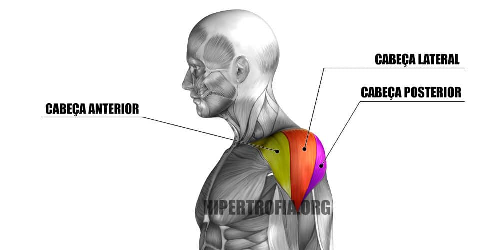 três cabeças distintas do deltoide