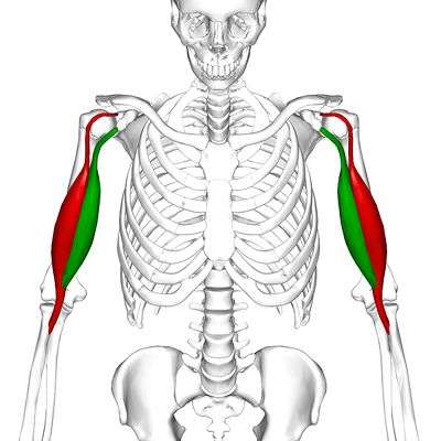 anatomia do bíceps braquial