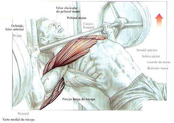 Tudo sobre Educação Física: 26° SUPINO INCLINADO COM HALTER ( PEITO  SUPERIOR )