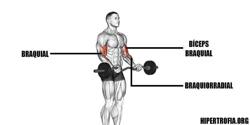 ilustração 2d mostrando quais músculos são usados durante o exercício de bíceps rosca direta