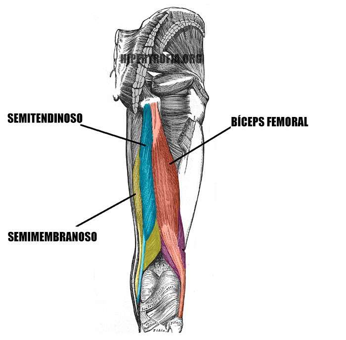 anatomia dos músculos posteriores das pernas