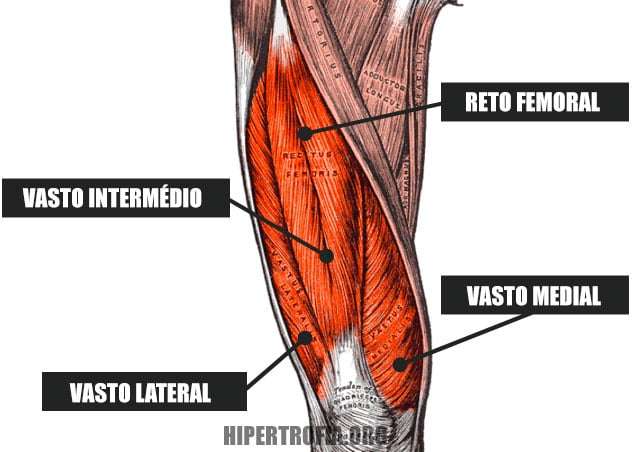 anatomia dos músculos do quadríceps