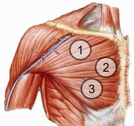 partes distintas das fibras do peitoral maior