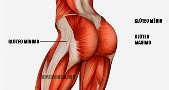 anatomia dos músculos que compõem o glúteo