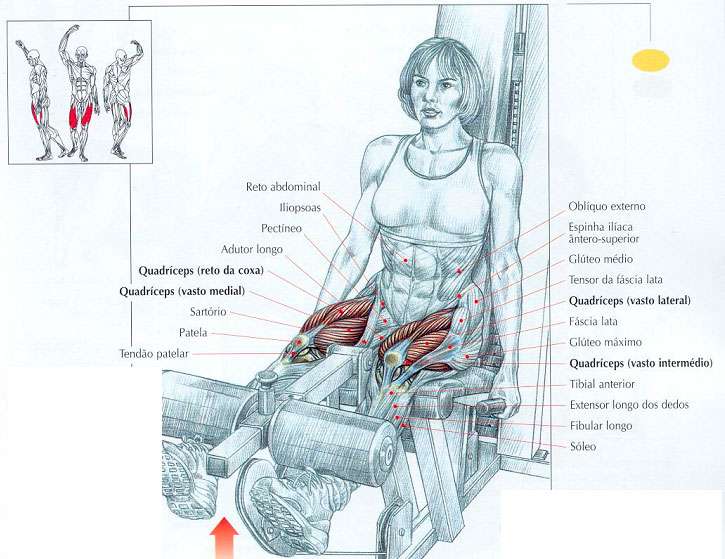 músculos trabalhados na cadeira extensora