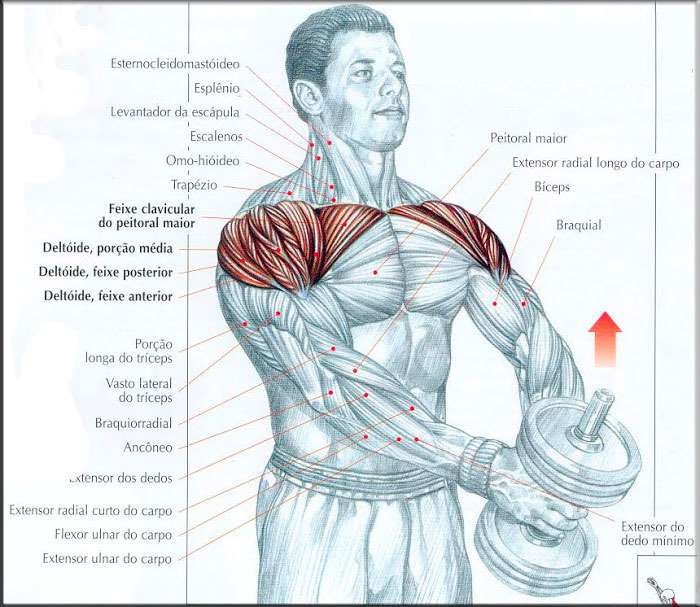 músculos recrutados durante o exercício elevação frontal