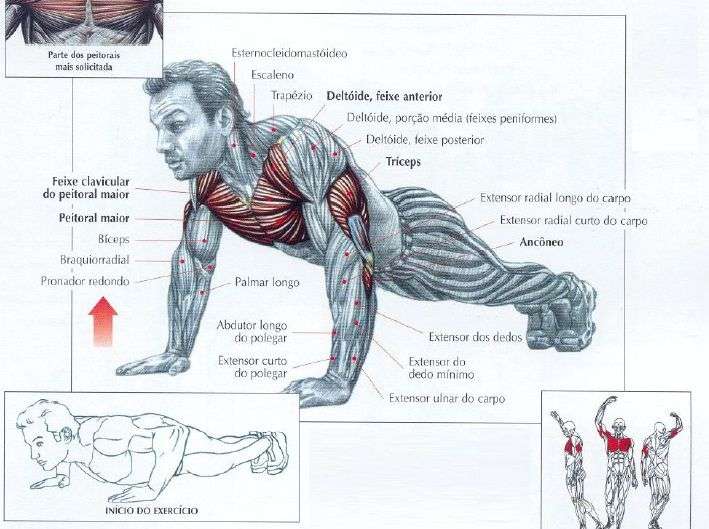 músculos recrutados durante uma flexão de braço