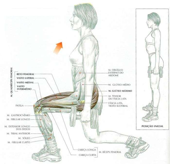 músculos envolvidos durante o exercício afundo