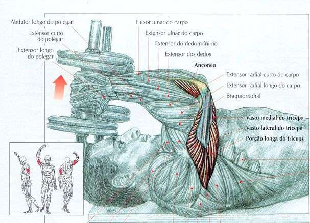 músculos envolvidos durante o tríceps testa