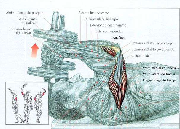 Como executar tríceps testa #dicasdetreino #beginnerworkout #gym #work