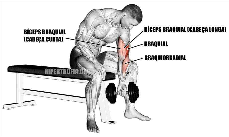 Músculos envolvidos durante a rosca concentrada