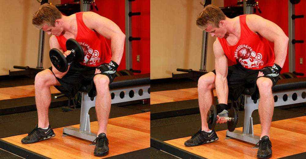 Execução adequada da rosca concentrada sentado usando halteres