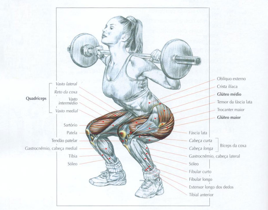 ilustração mostrando quais músculos trabalhados agachamento livre com barra
