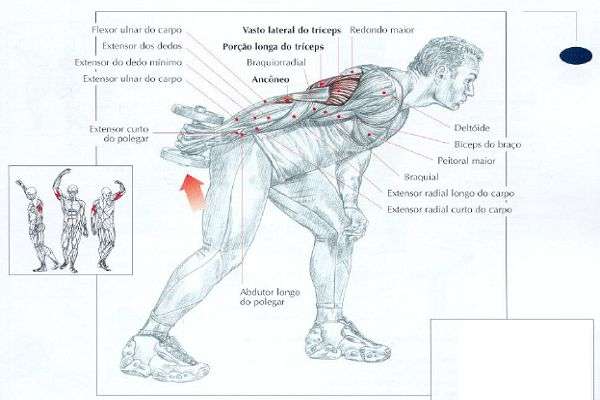 Músculos envolvidos durante o exercício tríceps coice