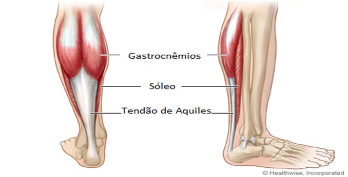 Anatomia dos músculos da panturrilha, mostrando a localização do gastrocnêmio e sóleo