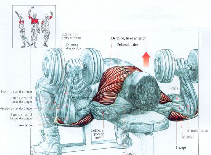 supino inclinado reto declinado com extensor e flexor