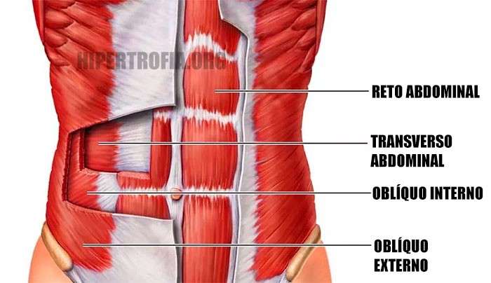 Anatomia dos principais músculos do abdômen