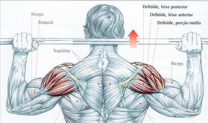 Músculos envolvidos durante o desenvolvimento nuca com barra
