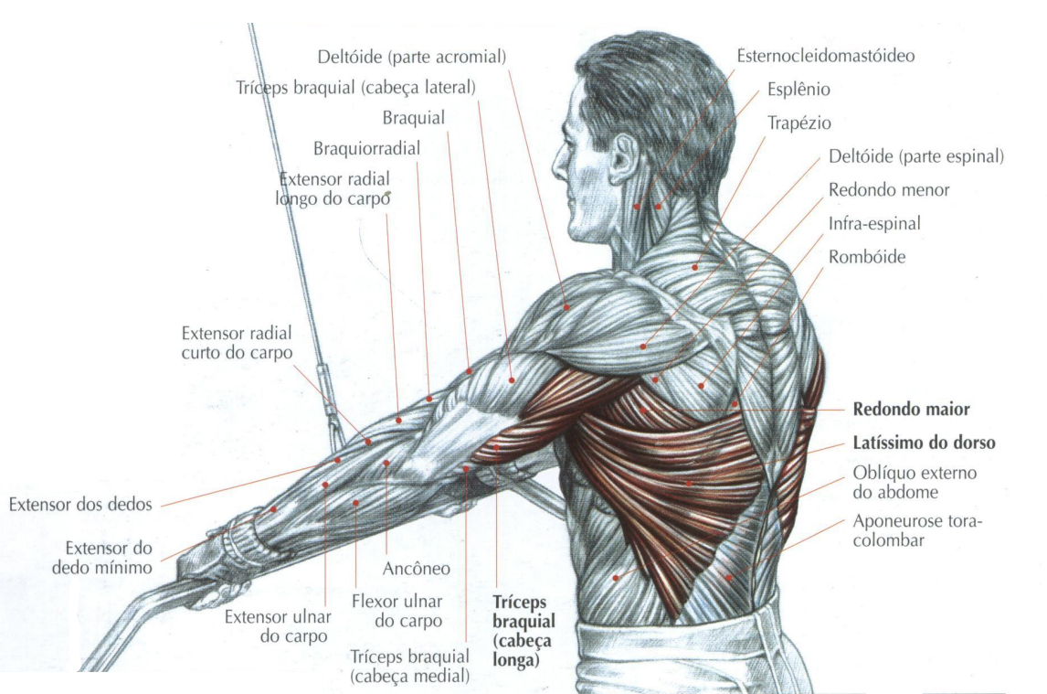 ilustração mostrando todos os músculos trabalhados durante o exercício pull down usando a barra reta na polia