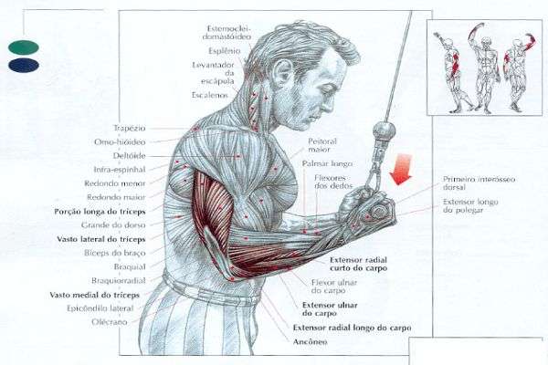 músculos trabalhados durante o tríceps invertido