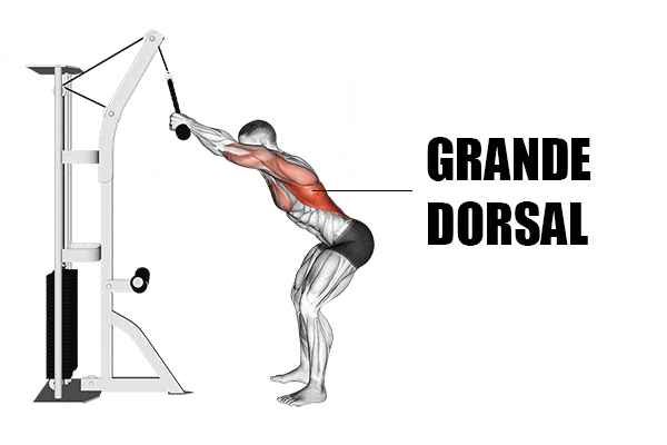 ilustração mostrando todos os músculos trabalhados durante o exercício pull down usando a barra reta na polia