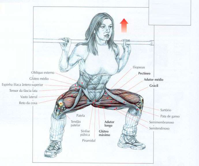 músculos usados durante o agachamento sumô