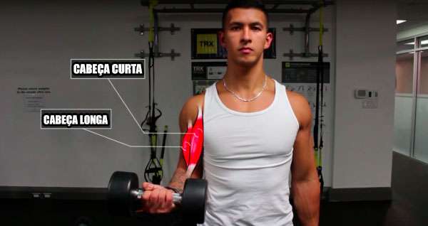 anatomia da cabeça longa e curta do bíceps, músculo que é recrutado ao fazer exercícios como a rosca direta halter