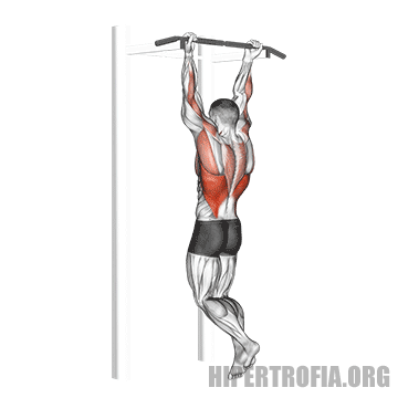 GIF mostrando a execução correta do chin up (barra fixa supinada)