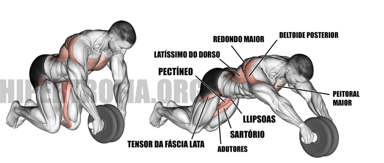músculos trabalhados durante a roda abdominal para abdômen
