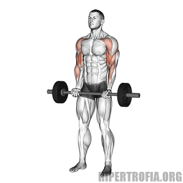 ilustração em gif do exercício para bíceps rosca arrastada, também conhecida como drag curl 