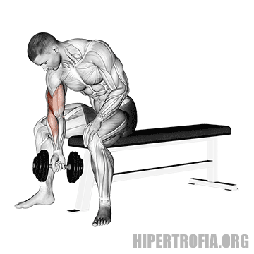 GIF ilustrando a forma correta de fazer rosca concentrada com halter para bíceps