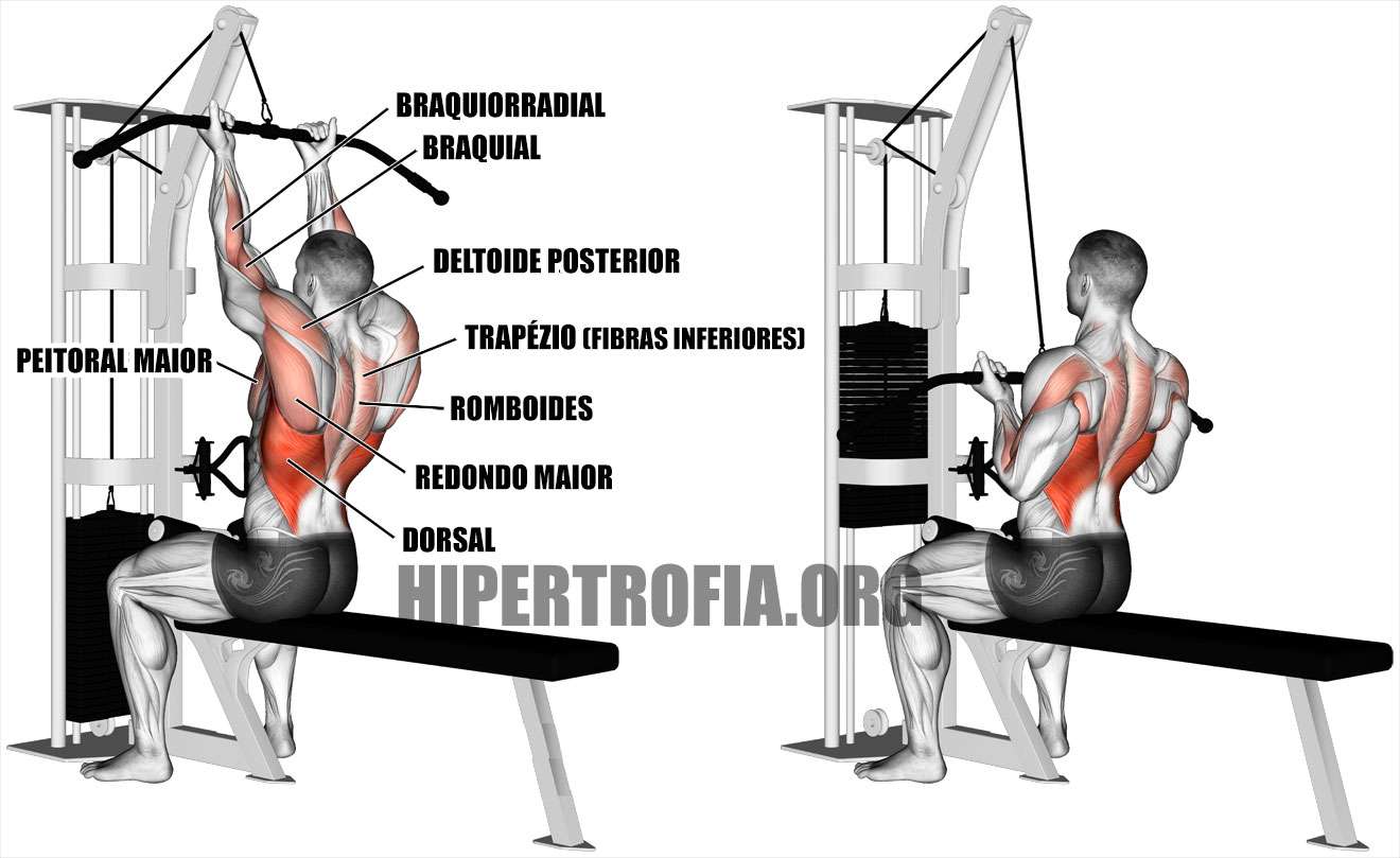 quais músculos são trabalhados durante a puxada supinada